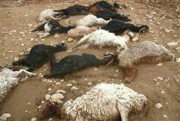 خسارت وارده به دامدار را جبران ميکنيم/ دليل افزايش غلظت آمونياک در پساب پروژه در آستانه افتتاح اوره لردگان