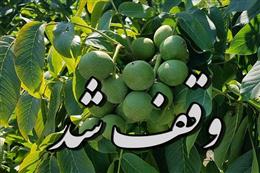 نيکوکار لردگاني باغ گردوي خود را وقف ايتام بيبضاعت کرد